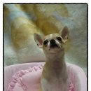 오드리 애견미용실 이미지