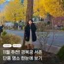 예산초 단풍나무길 | 경복궁 서촌 돌담길 카페 은행나무길 단풍 코스 실시간 후기!