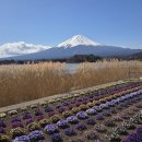 비소(보람)-호-11 | 도쿄 후지산 버스투어 뷰 제대로 즐기는 당일치기 투어 후기