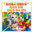 포멀독 반려견센터 | &#34;영천에서 함께하개&#34; 토리와 함께 참여한 반려견 행사