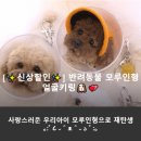 돈농장 | 내돈남쓴 | 반려동물 모루인형 제작 후기 | 서양모의 양모농장