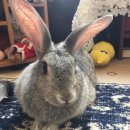 애완용 토끼 - 자이언트 친칠라 (Giant Chinchilla Rabbit) 이미지
