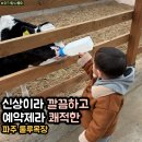 즐거운목장 | 파주 신상 룰루목장 주차 감자캐기 동물 먹이주기 아기랑 체험 후기