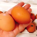 부자아침계란 네이버블로그
