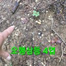 심봤다약초