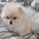 화멍화멍 이미지