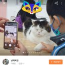 냥떼목장 이미지