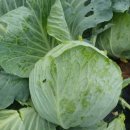 답십리3 이미지