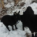 소가산농장 이미지