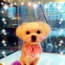 Hello 똘복 네이버블로그
