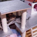 나린그루밍 이미지