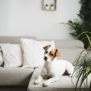 24시 더케어 동물의료센터 이미지