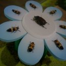 여주곤충박물관 이미지