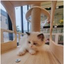 달콤하니냥 | 송담리고양이입양 전문, 달콤하니냥 방문 후기