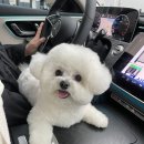 아로펫그루밍 이미지