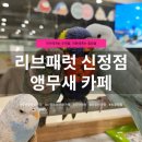 신정 | 리브패럿 신정점 후기｜아이와 함께하는 앵무새 체험 이색 카페