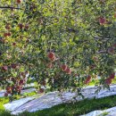 소망농장 | 문경사과 맛집 하늘소망농원, 아삭달콤 부사 5kg 10kg 솔직 후기!