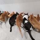 청담눈초롱안과동물병원 이미지