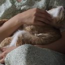 비슬동물병원 | 9개월 고양이 복막염 FIP 주사치료 과정 비용 후기