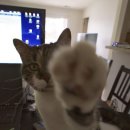 고양이발 이미지