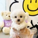 베베독 강아지분양 대구본점 이미지