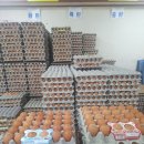 계란직판장 - 고창군 | 계란직판장