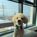 퐁퐁파피 이미지