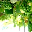 별이든샘 팬션 이미지