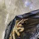 청해정육수산 | 가락시장 킹크랩 청해수산에서 먹고왔어요 솔직후기