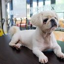 CAFE THE DOG 이미지