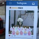 아이조아펫파크 동탄점 이미지