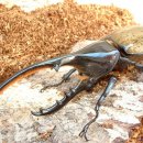 해라클래스 이미지