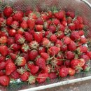 새솔농장 이미지