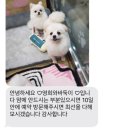 영희와바둑이 애견미용샵 이미지