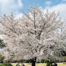 시청별관앞 꽃보라동산 이미지