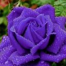 스타마트 이미지