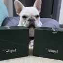 와즈펫(wispet) | 강아지 화식 추천 와즈펫 프리미엄 가정식 사료