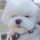 조아하멍