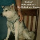 콜드베이켄넬 이미지