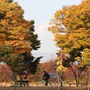 안개로가로수 이미지