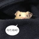 미삼회관 | 청도 미나리 삼겹살 맛집 “봄정거장” 솔직후기!! (미삼데이❤️❤️)