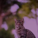 고양이입양소 이미지