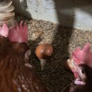 횃대둥우리 이미지