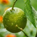 애월농장 네이버블로그