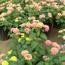 형제농원 이미지