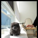 조이퍼피 강아지분양 네이버블로그