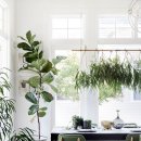 식물 인테리어 이미지