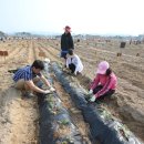 김영배농장 이미지