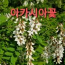 다릅나무 이미지
