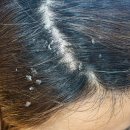 레푸스송탄점 이미지